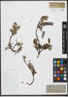 Foto von Salix uva-ursi Pursh